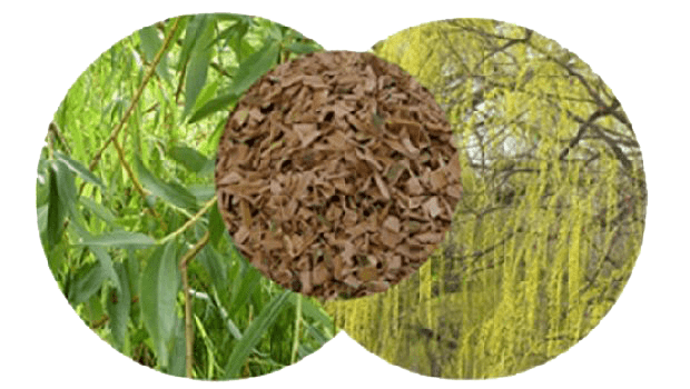  How To Use White Willow Bark AromaworX ca